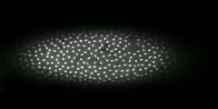 Mitotic Divisions in a Fruitfly Embryo