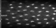 Mitotic divisions in a Drosophila embryo