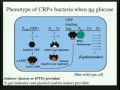 Lec 21- Regulation of Gene Expression in Pr