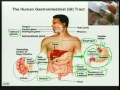 Lec 28- Homeostasis:  Digestion and Nutriti