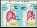 Lec 30- Homeostasis:  Respiration