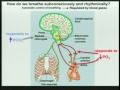 Lec 32- Homeostasis:  The immune system