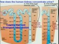 Lec 33- Homeostasis: Osmoregulation