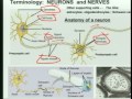 Lec 37- Integration: Nerve cells and excita