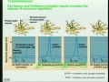 Lec 38- Integration: Muscle cells and motil