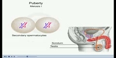 Animation on Spermatogenesis