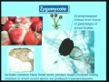Lec 28- Importance of fungi / Origins of ph