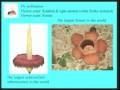 Lec 34- Introduction to plant morphology an