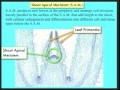 Lec 36- Shoot growth - cont - and modificat