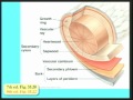 Lec 37- Root absorption and modifications