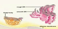 Mechanism of protein secretion