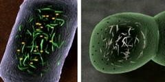 DNA and cell's  response to radiation.