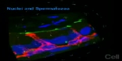 Basal cells make contact with lumen