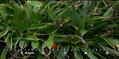 The remarkable resurrection plant Xerophyta