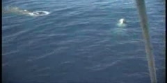 Sperm whales at rest