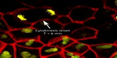 Cell division in the frog embryo