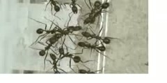 Reproductive policing in ants