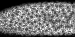 Mitosis and cellularization of syncytial embryo