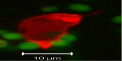 Slime Mold Phagocytosis