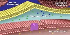 Molecular events in muscle contraction