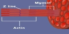 Molecular basis of muscle contration.