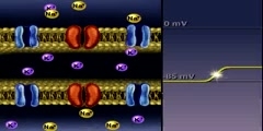 Membrane Potential