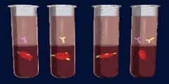 Determining Blood Types