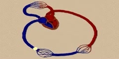 Blood Circulatory System