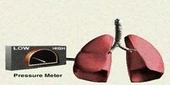 Mechanics of Breathing in Animation