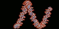 B-DNA superhelical turn. 140-bp fragment.