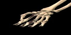 NurseReview.Org - Hand Opposition - Anatomy & Physiology