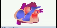 NurseReview.Org - Animation on Cardiac Cycle