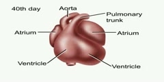 NurseReview.Org - Animation of the Heart (Human Anatomy)