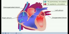 NurseReview.Org - Animation on Blood Flow in the Atria