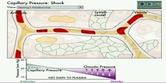 NurseReview.Org - Animation on Capillary Pressure