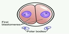 Animation on Cell Division by NurseReview