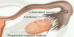 NurseReview.Org - Animation on Female Reproductive System