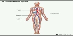 The Integumentary System that protects