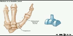 NurseReview.Org - Animation on Joint Movement