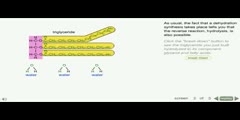 NurseReview.Org - Animation on Lipids