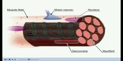 NurseReview.Org Animation on Muscles