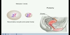 NurseReview.Org Animation on Oogenesis