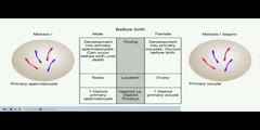 NurseReview.Org Animation on Spermatogenesis and Oogenesis