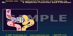 Medical Animation: Kidney Function in Filtering Contrast