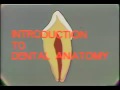 Lec 7- Dental Anatomy Introduction