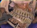lec 9-Dental Anatomy: Maxillary Molars