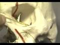 Lec 1 -The Neurovascular Supply of the Mid-Face