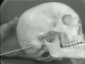 Lec 7 -Dissection: Human Skull - Part I