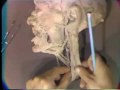 LEc 42 -Gross Anatomy: Submandibular, submental and carotid triangles
