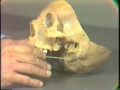 LEC 45 -Disssection: Human Skull - Part V